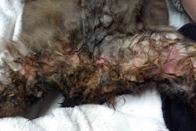 Kaninchen Heidrun (c) Dr. Ada von Kriegsheim