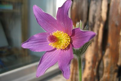 Pulsatilla (c) Dr. Ada von Kriegsheim