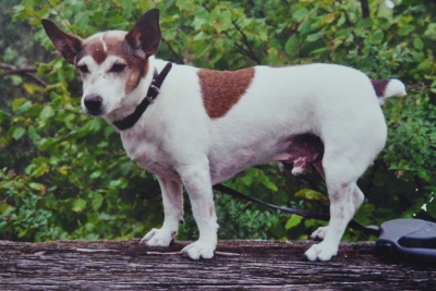 Hund Samson (c) Dr. Ada von Kriegsheim