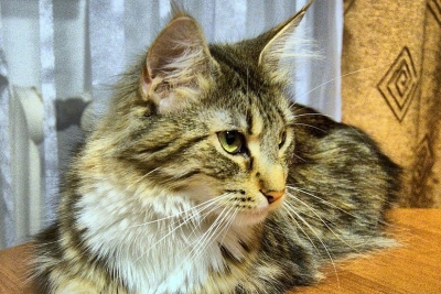 Maine Coon Katze (c) freeImages.com/tikitaki