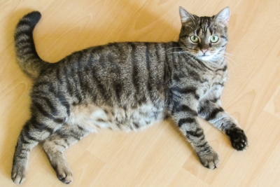 Hauskatze (c) freeimages.com/ayla87