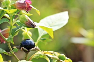 Die Tollkirsche, lat. Atropa Belladonna (c) S. Hermann; F. Richter auf pixabay
