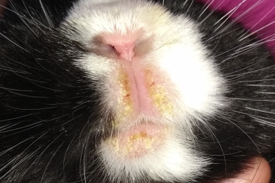 Kaninchen Jacky mit typischen Symptomen der Kaninchensyphilis am Maul (c) Dr. Ada von Kriegsheim