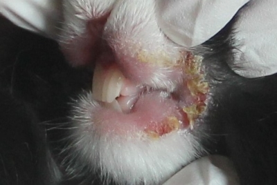 Kaninchen Jacky mit weiteren Symptomen der Kaninchensyphilis am Maul (c) Dr. Ada von Kriegsheim