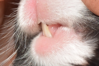 Kaninchen Jacky zwei Wochen nach homöopathischer Behandlung der Kaninchensyphilis am Maul (c) Dr. Ada von Kriegsheim