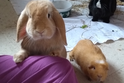 Heimtiere und Homöopathie (c) Dr. Ada von Kriegsheim