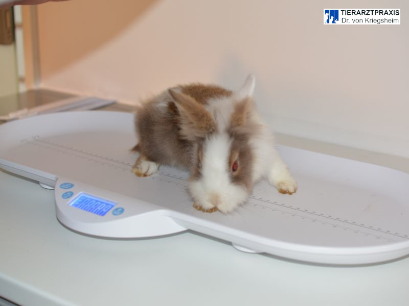 Kaninchen auf der Waage.