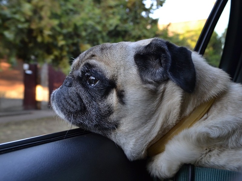 WARNUNG an heißen Tagen – Hitzschlag beim&nbsp;Hund