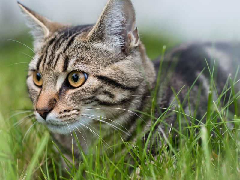 Katze im Garten. (c) Freepik